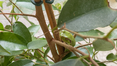 Hyla arborea