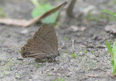 Satyrium caryaevorus