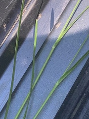 Eleusine indica