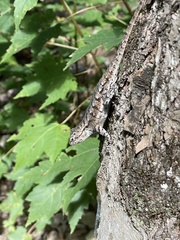 Sceloporus undulatus