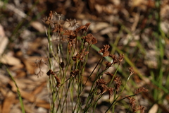 Schizaea bifida