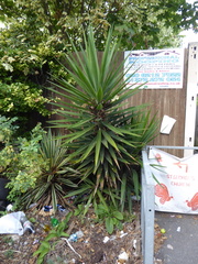 Asparagaceae