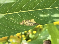 Mompha argentimaculella