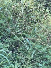 Eleusine indica