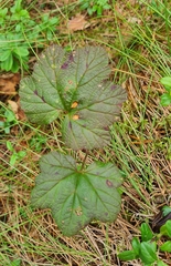 Rubus chamaemorus