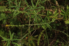 Agrimonia pilosa