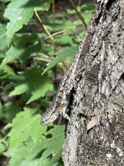 Sceloporus undulatus