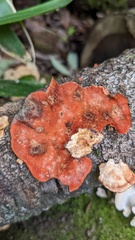 Trametes coccinea
