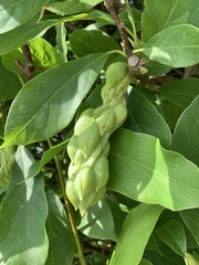 Magnolia