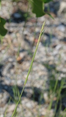 Sporobolus vaginiflorus