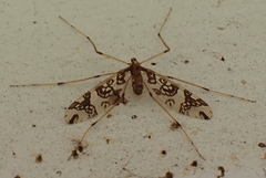 Mischoderus annuliferus