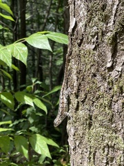 Sceloporus undulatus