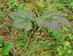 Rubus chamaemorus