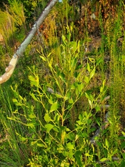 Baccharis halimifolia