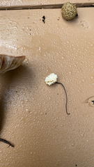 Marasmius rotula