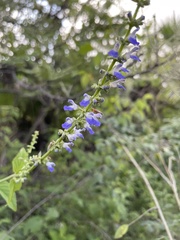 Salvia polystachia