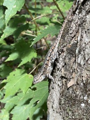 Sceloporus undulatus