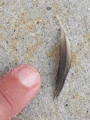 Puffinus mauretanicus