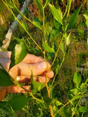 Baccharis halimifolia