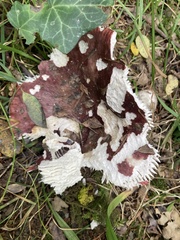 Russula atropurpurea