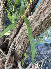 Salix nigra