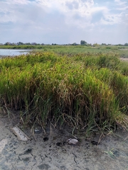 Bolboschoenus maritimus
