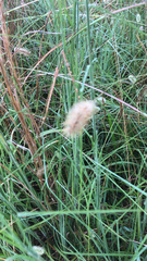 Setaria parviflora