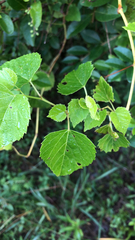 Ampelopsis cordata