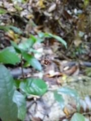 Macracantha hasselti