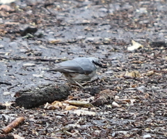 Sitta europaea