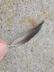 Puffinus mauretanicus