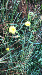 Pyrrhopappus carolinianus