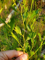 Baccharis halimifolia