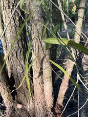 Salix nigra