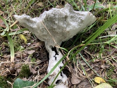 Russula atropurpurea