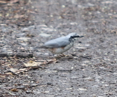 Sitta europaea