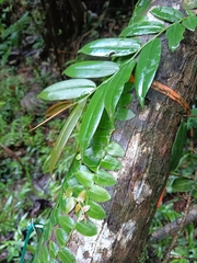 Marcgravia rectiflora