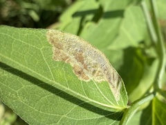 Calycomyza frickiana