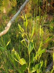 Baccharis halimifolia