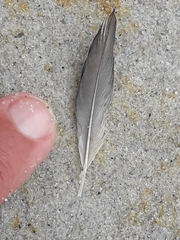 Puffinus mauretanicus