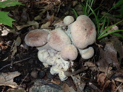 Hypomyces melanocarpus