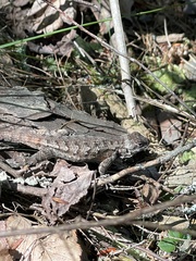 Sceloporus undulatus