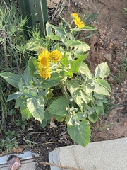 Verbesina encelioides