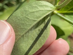 Calycomyza frickiana