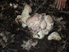 Hypomyces melanocarpus