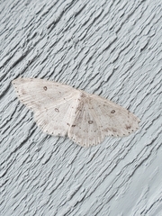 Cyclophora pendulinaria
