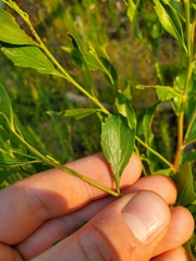 Baccharis halimifolia