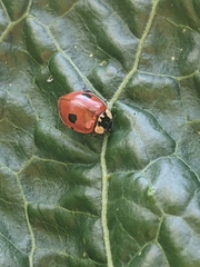 Adalia bipunctata