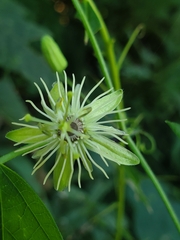 Passiflora lutea