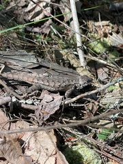 Sceloporus undulatus